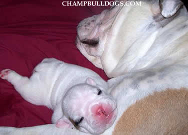 English bulldog puppies